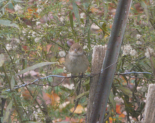 Female Indigo Bunting in the yard!  November 6, 2010. New yard bird #72.