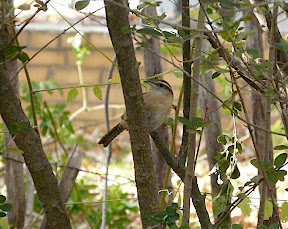 Cute Carolina Wren - there are two in the yard lately