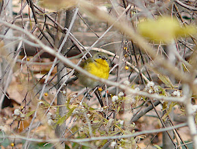 Yellow-breasted Chat! Central Park, December 5, 2010.