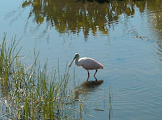 Roseate Spoonbill (3 in total) at Green Cay Wetlands, Florida, Dec. 17, 2010