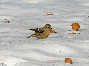 Female WW Crossbill - there were 4 White-winged Crossbills