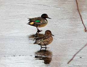 My new favorite bird - I didn't know the male breeding plumage of the Green-winged Teal was so gorgeous!!!