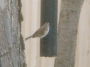 Second-ever yard American Tree Sparrow to top off a great day at the North Shore, 1/22/11