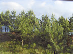 SDC17492.JPG