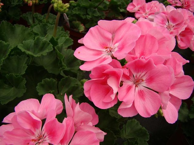 [PinkGeraniums[3].jpg]