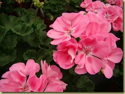 PinkGeraniums