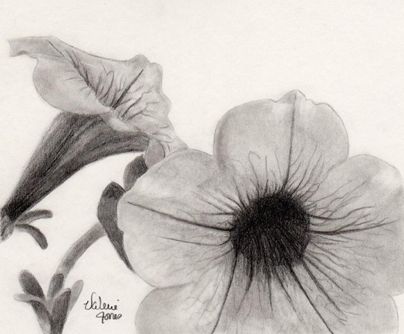 [Petunia Graphite[2].jpg]