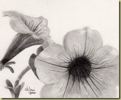 Petunia Graphite