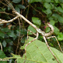Preying mantis