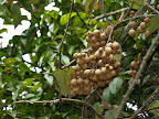 Wild fruit which we thought is ciku. In fact, it is a mini version of Kiwi.