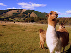 Llama, the mascot of winamp