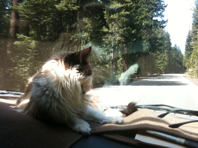 [04272010_travelcat (3)[5].jpg]