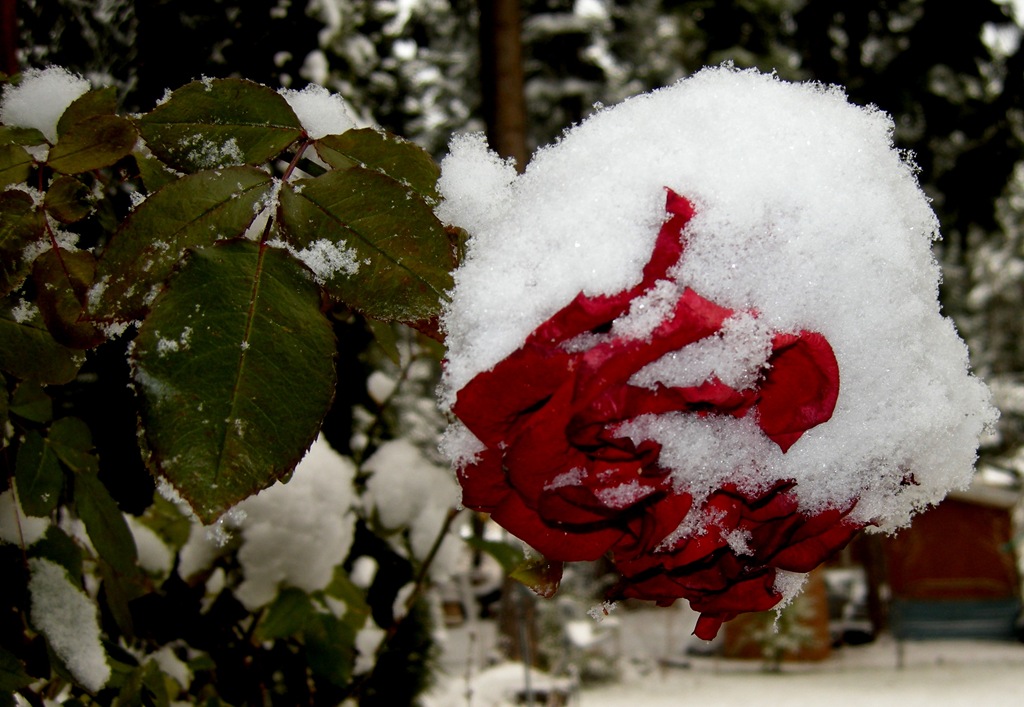 [Rocky Point snow (4)[3].jpg]