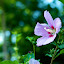 2010 Summer Flower Photos