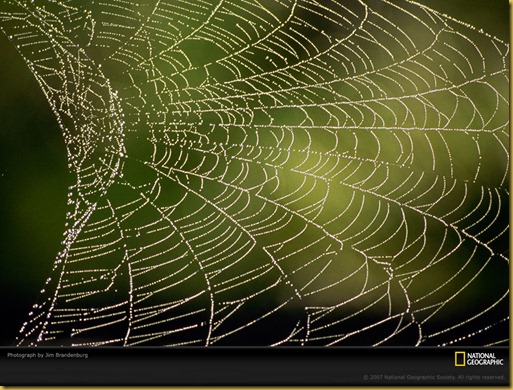 spiderweb-dew-469895-lw spiderweb-dew-469895-lw