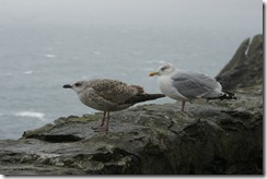 Herring Gulls at Slea Point