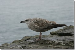 Herring Gull at Slea Point