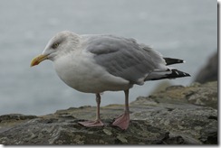 Herring Gull at Slea Point