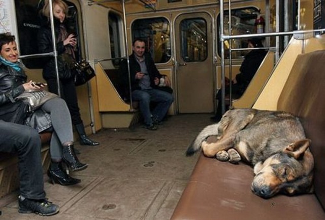 [Perro en Metro Moscu2[6].jpg]