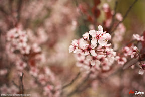 reflections-of-nature-ali_salem-4