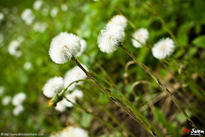 reflections-of-nature-ali_salem-11