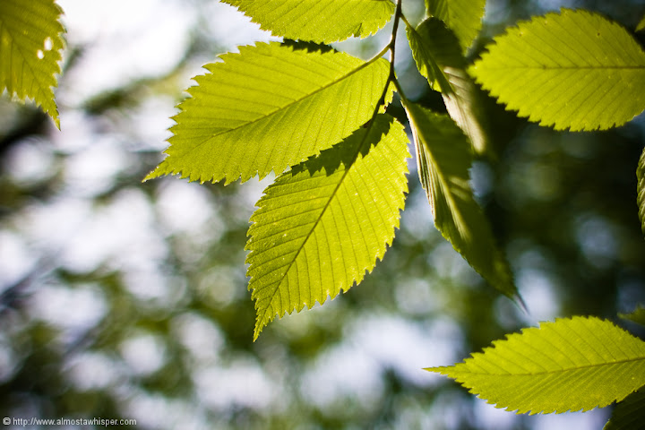 Ontario-photography_by_Ali-Salem-16