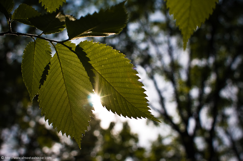 Ontario-photography_by_Ali-Salem-17
