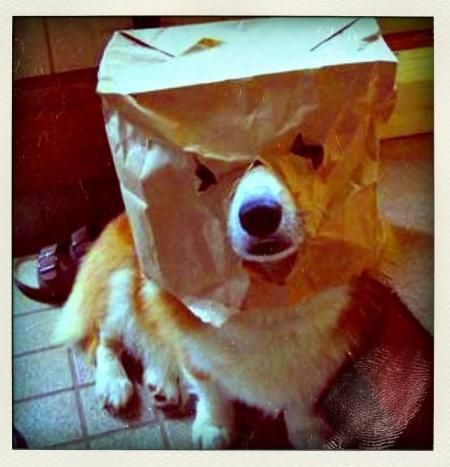 Meu dono é um idiota