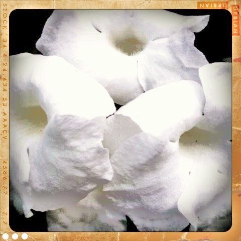 [white flowers retro[27].jpg]