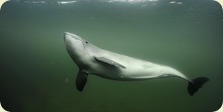 Harbour porpoise Phocoena Phocoena