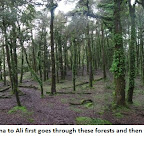 Forests - Copy.jpg
