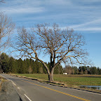 I like a good gnarled oak.