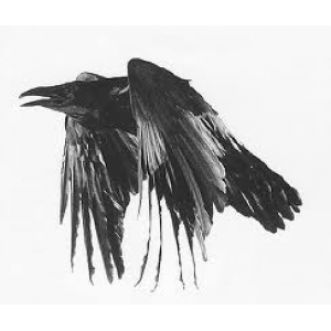 The Raven Cover