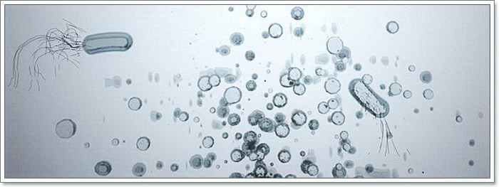Metabolómica