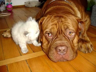 Dog%26Cat.jpg
