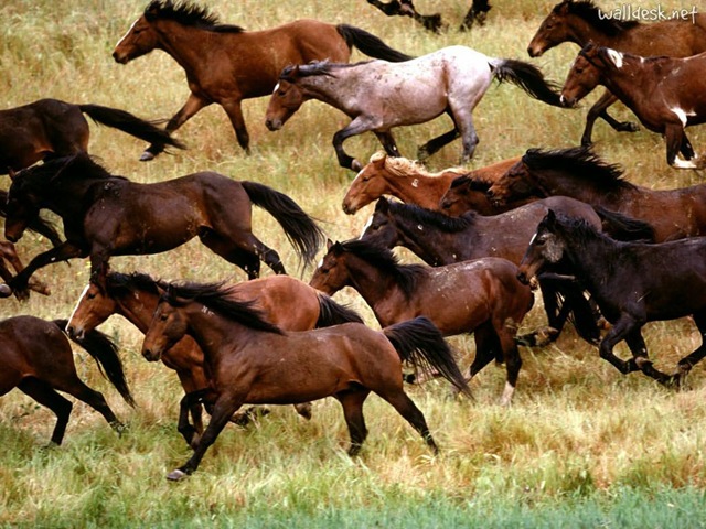 [Wild-Mustangs,-Gardner-Ranch,-California[3].jpg]