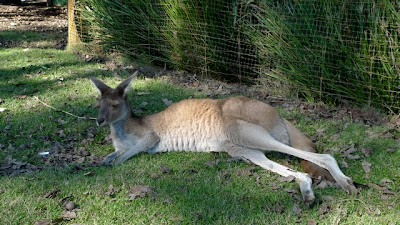Upclose with the kangaroos