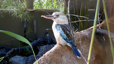 Kookaburra sits on the ol gum tree...