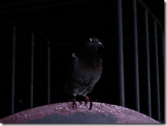IMAGE_013 IMAGE_013