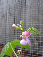 Bean%20flower2%2021oct10