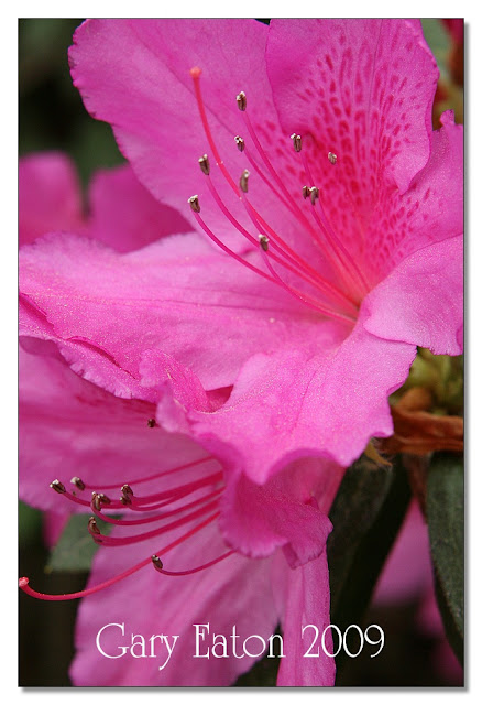 IMAGE: http://lh3.ggpht.com/_rSR7KcWAKvs/SceagZUC1xI/AAAAAAAAD9k/CfeDdzFBOJ8/s640/IMG_6310.jpg