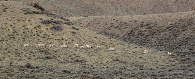 Antelope Hill