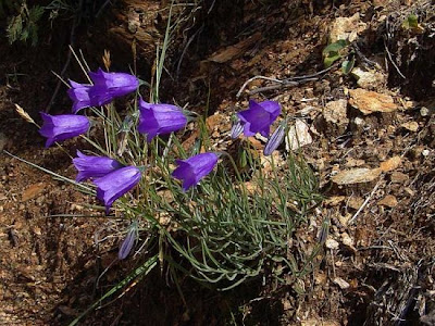 Campanula di Scheuchzer Campanula di Scheuchzer