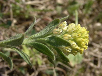 Herbe de la rage
