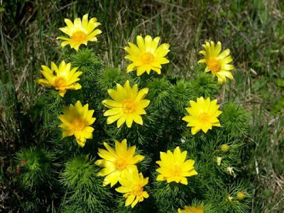 Oxeye