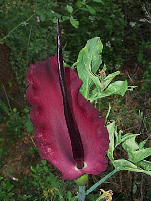 E.serpentaria