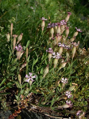 Valais Catchfly