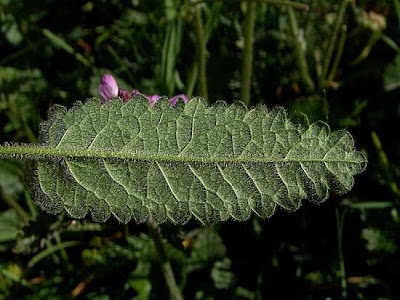 Stachys pradica (Zanted.) Greuter et Pign.