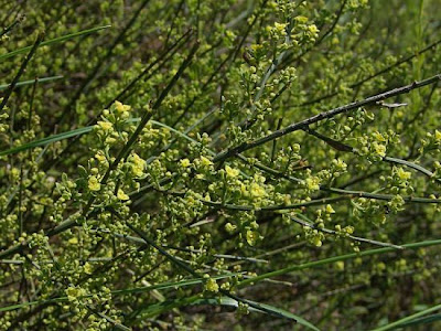 Ginestrella comune