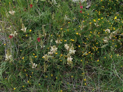 Lupinella bianca